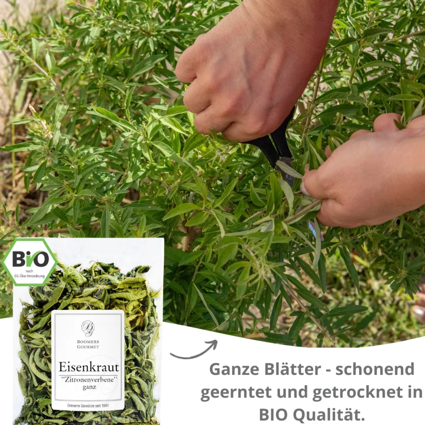 Französisches Eisenkraut "Zitronenverbene" in BIO