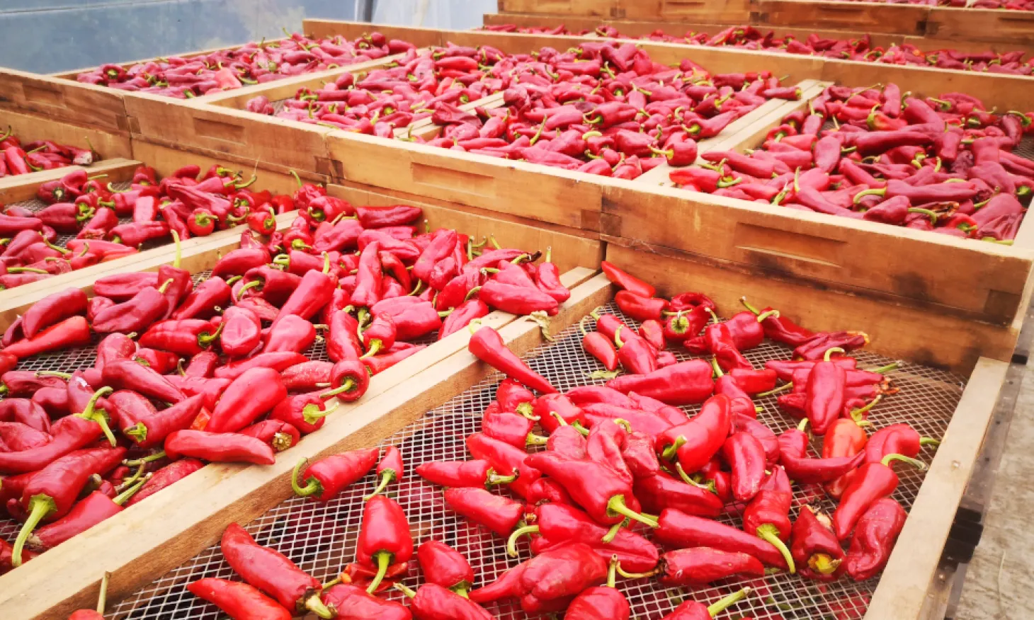 Piment d' Espelette AOP original BIO