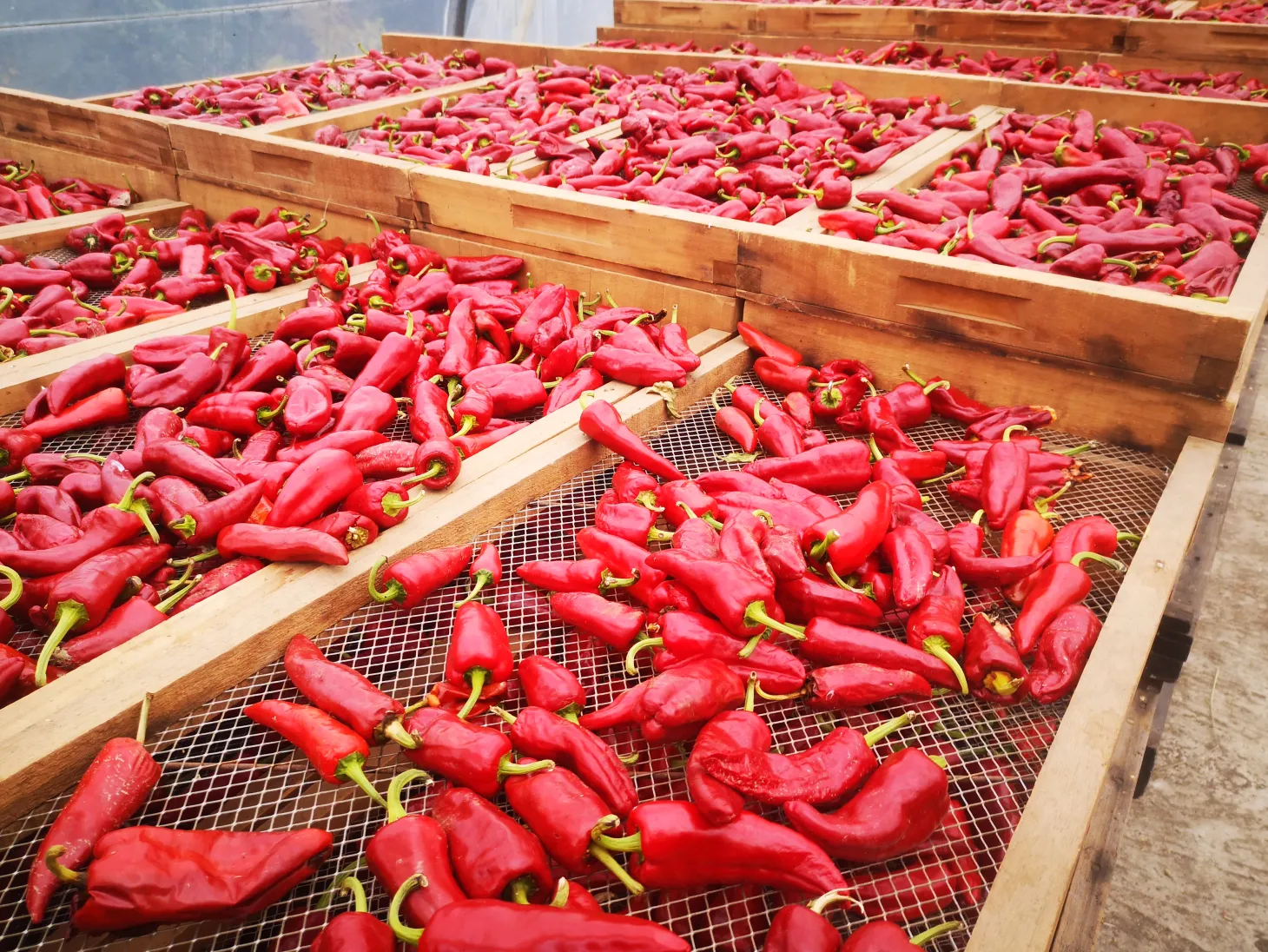 Piment d' Espelette AOP original Darguy